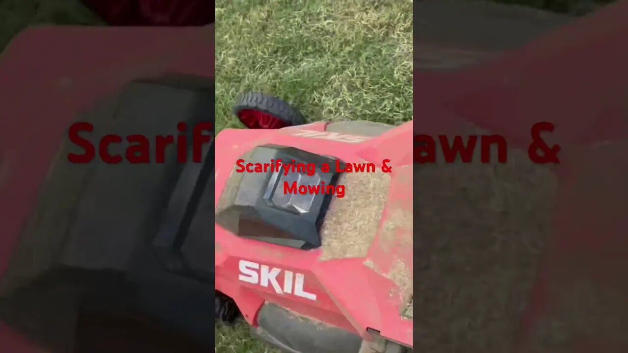 #viral #shorts #bermuda #tahoma #lawn #grass #grass #mowing using my Skil Battery Mower