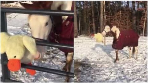 雪の中で新しいおもちゃで遊ぶ馬