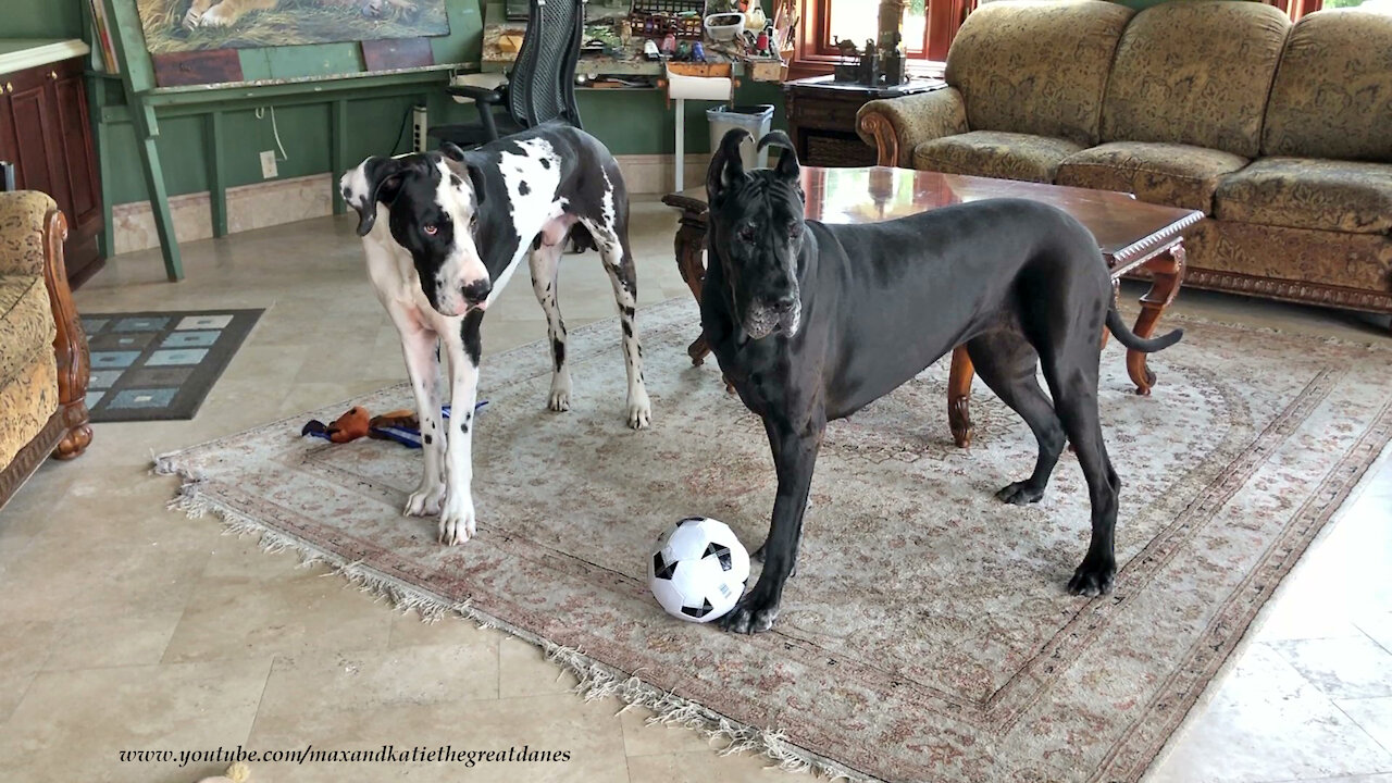 Sports-loving Great Danes love to play soccer