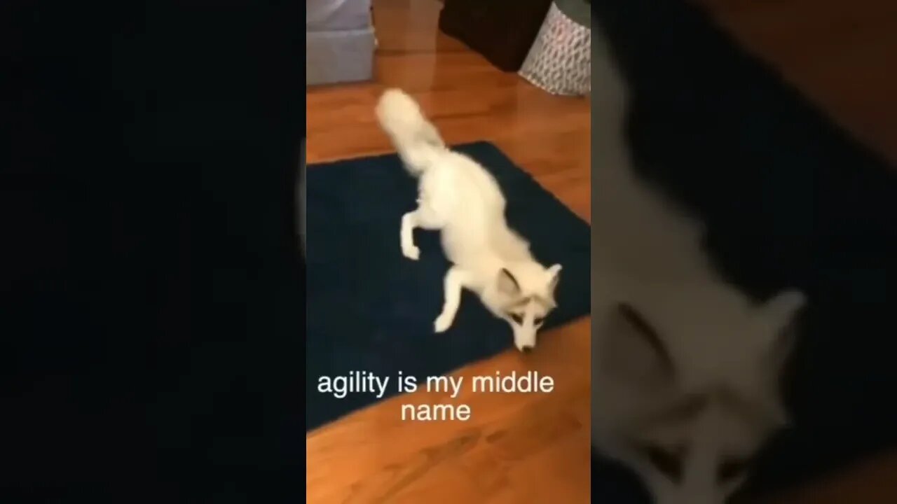 😂😂 #shorts #shortsvideo #funny #fyp #fox