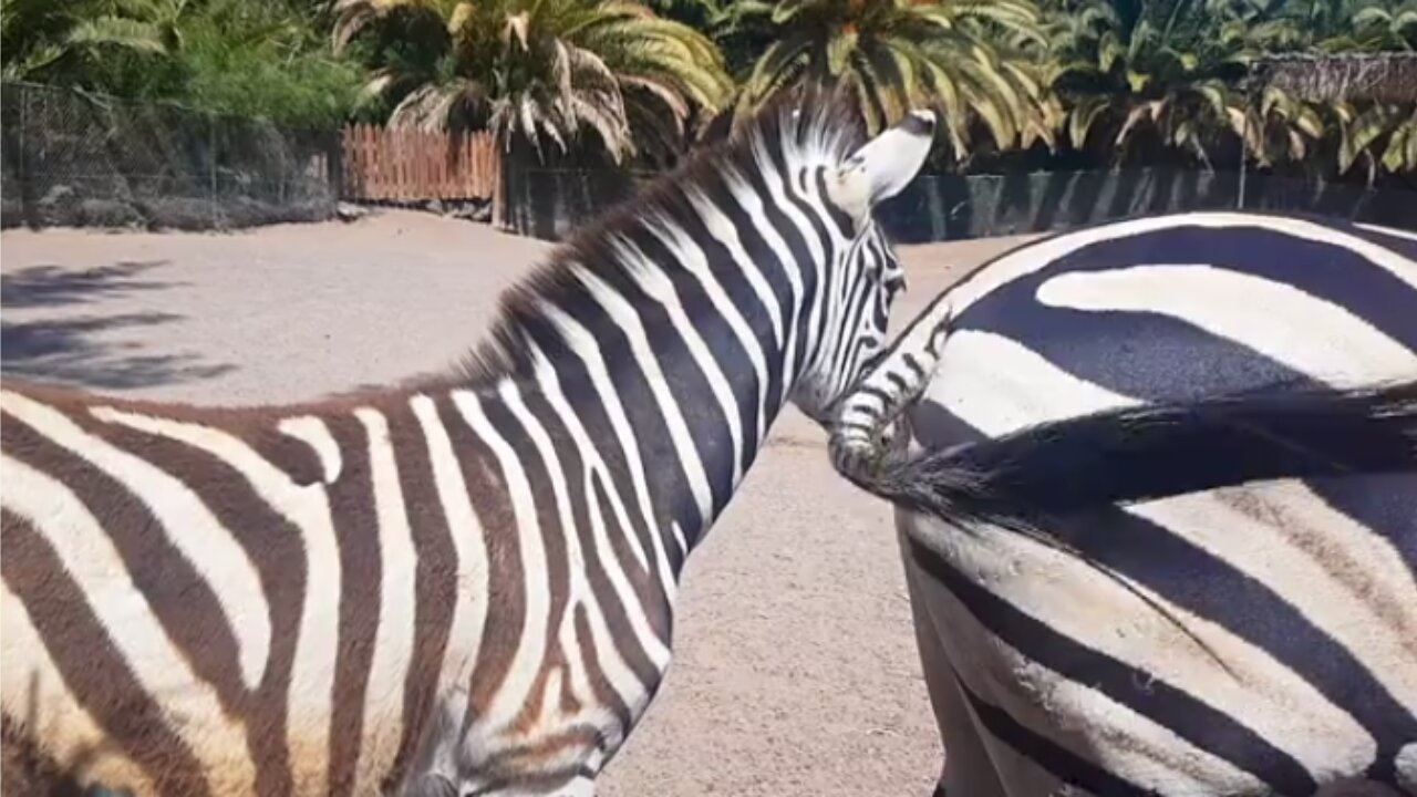 Safari Serenity: Unveiling the Striking Beauty of Zebras in the Wild