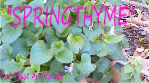 Its Springthyme!!