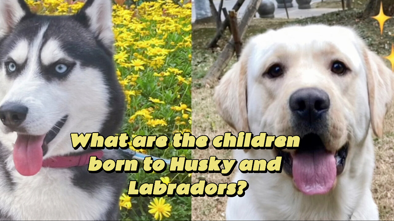 What are the children born to Husky and Labradors?