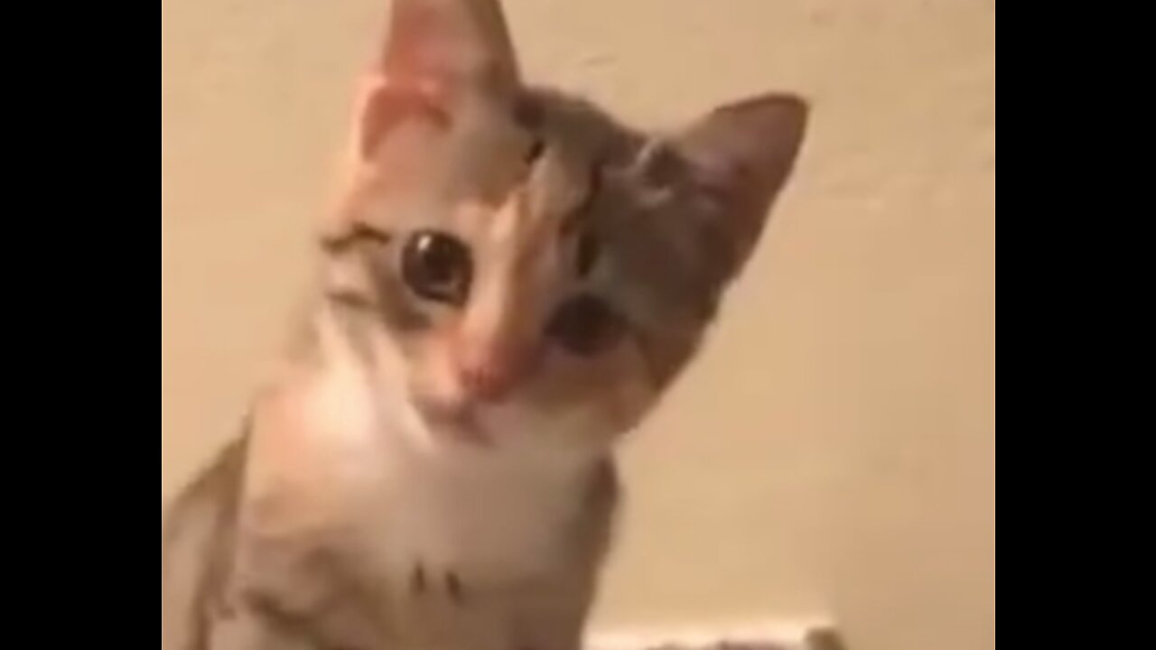 Funny cat falls from the table