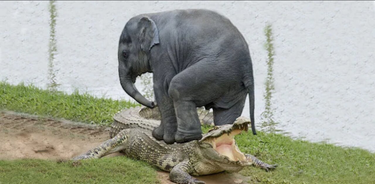 Amazing Elephant Saves Baby Elephant From Crocodile