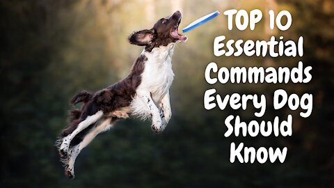 Basic Dog Training TOP 10 Essential Commands Every Dog Should Know