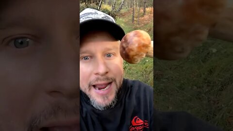 Is this Mushroom Toxic or Edible?! 🍄🍄🍄