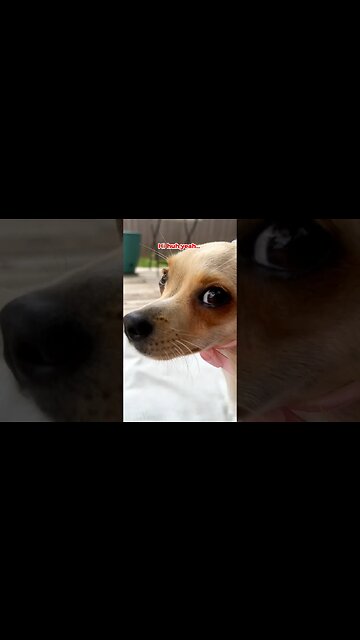Hi Bestie #hibestie #chihuahuababy #chihuahuababy #chihuahuadog #chihuahualover #chihuahua #funnydog