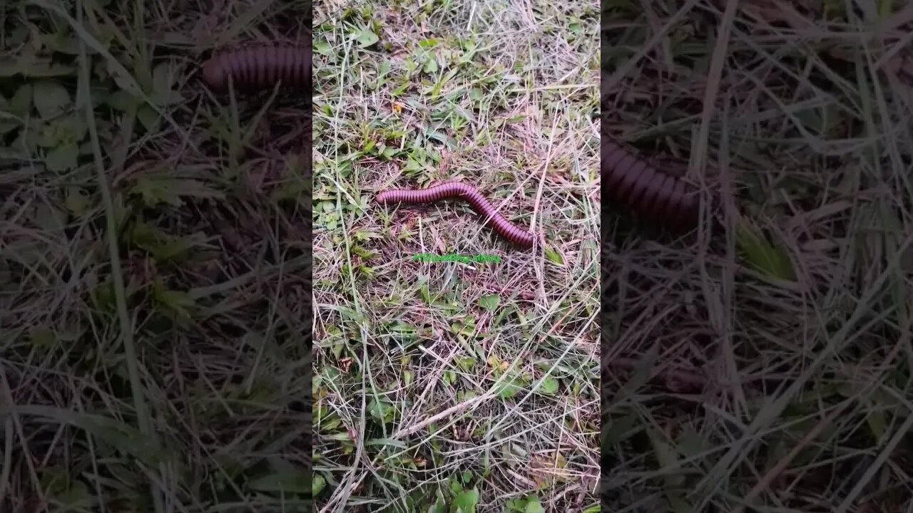 Millipeding along #millipede #nature #walking