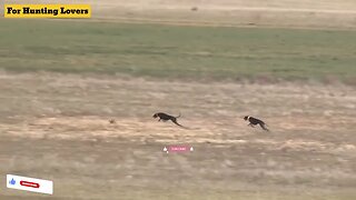 Greyhounds 🐕 Vs Hare 🐇😱 | Galgos y Liebres Грейхаунды и зайцы Anjing Greyhound dan Kelinci