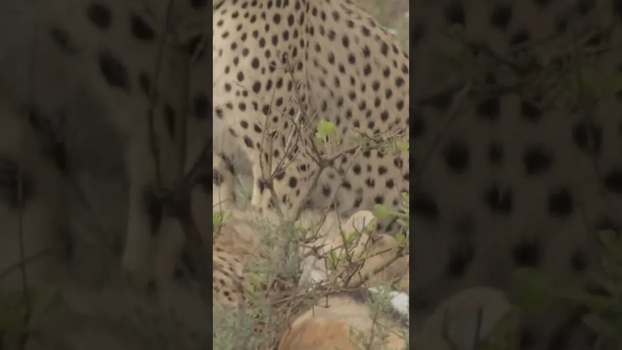 Our Close Encounter With A Cheetah Family!🤔#shorts #safari #travel #travelling