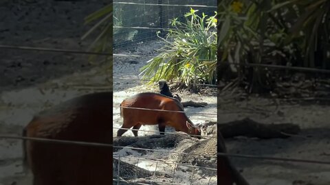 Bay Duiker grazing at Tampa Zoo