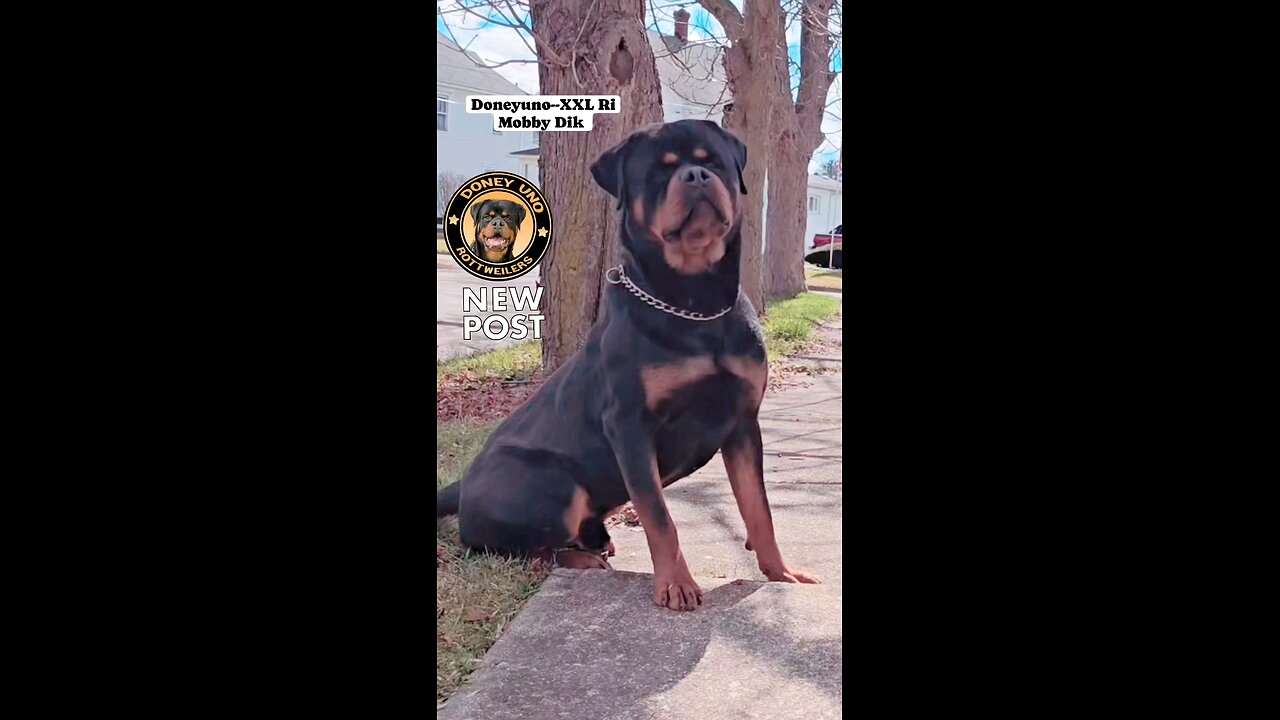 DONEYUNO_ROTTIES