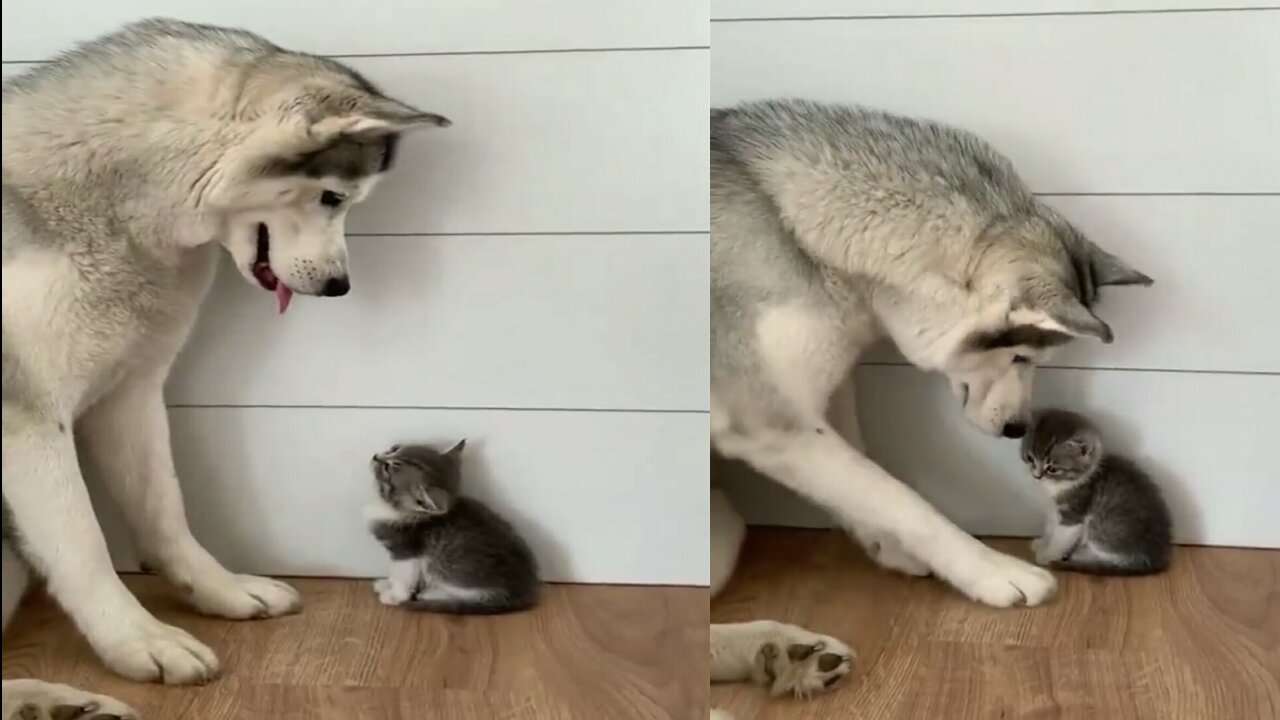 Cute Care and Amazing dogs plays with each other