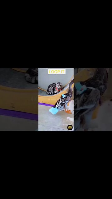 Best Funniest Animals Videos - funniest animals videos😂 - best cats😹 and dogs🐶 videos 2023!