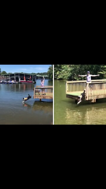 Dog Loves Jumping Off Dock Into The Water
