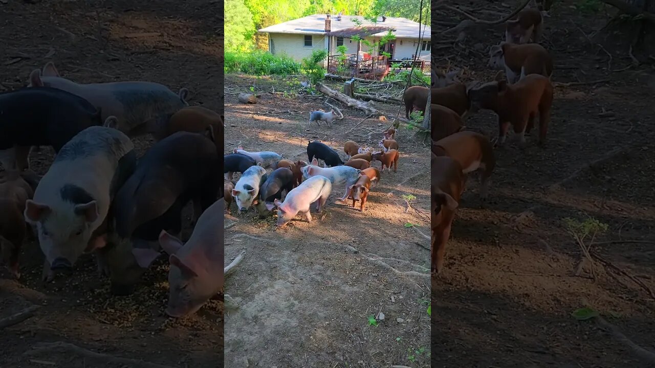 Cute Piglets Chowing Down @UncleTimsFarm #kärnəvór #carnivore #shorts #hereford #freerangepigs