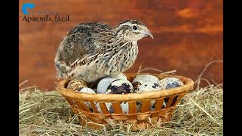 how to breed quail