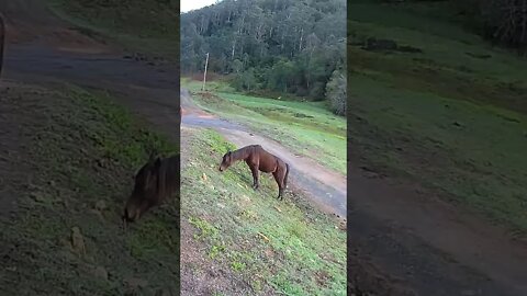 Arabian pony grazing