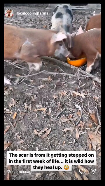 Pigs 🐖 eating Pumpkins