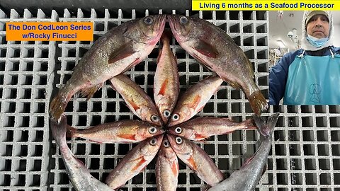 Live - The Don Codleon Series - Living 6 Months as a Seafood Processor - Q&A