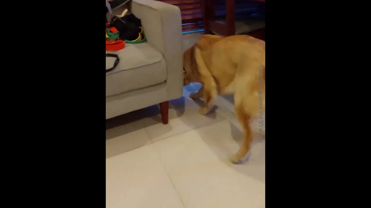 Dog's Reaction to New Puppy hd #viralclips #viralvideos