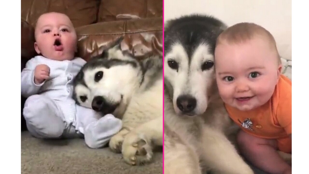 Husky & chubby boy's friendship is so adorable