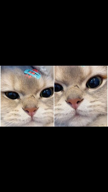 What you think about this chubby cat sound