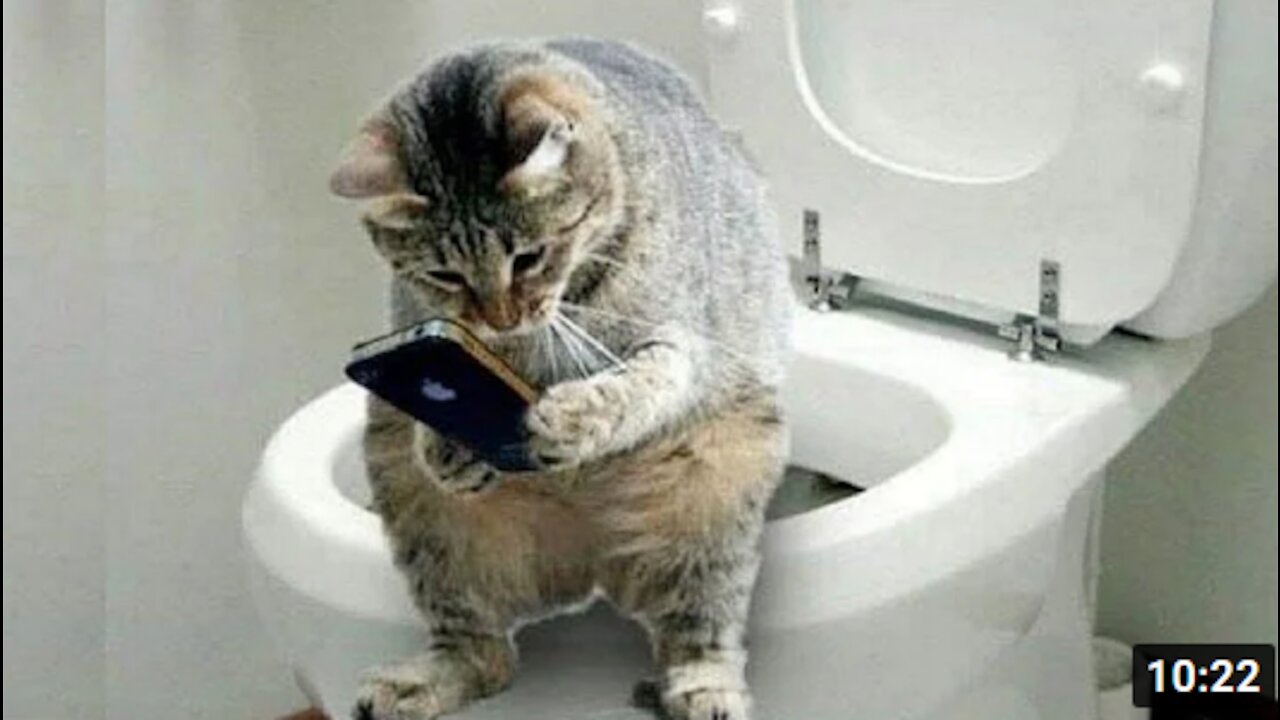 Funny and Cute Cat's Life 👯😺 Cats and Owners are the best friends Videos