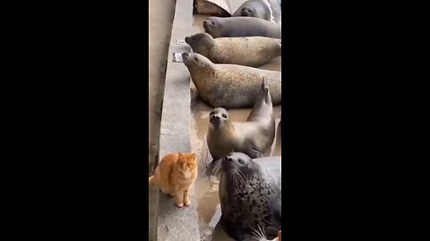 Funny Animals