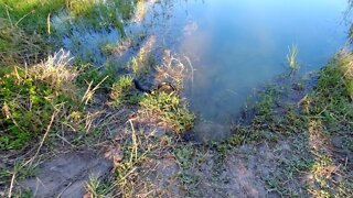 Snake hunts a frog in Lake City, FL