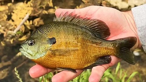 Spring Float Fishing For Panfish with a Micro Bloodworm - Easiest Way To Catch Bluegill!