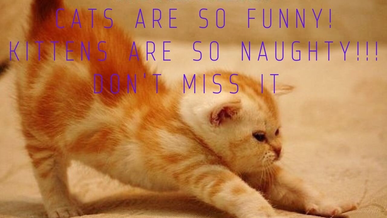 CATS ARE SO FUNNY! KITTENS ARE SO NAUGHTY!!! DON'T MISS IT