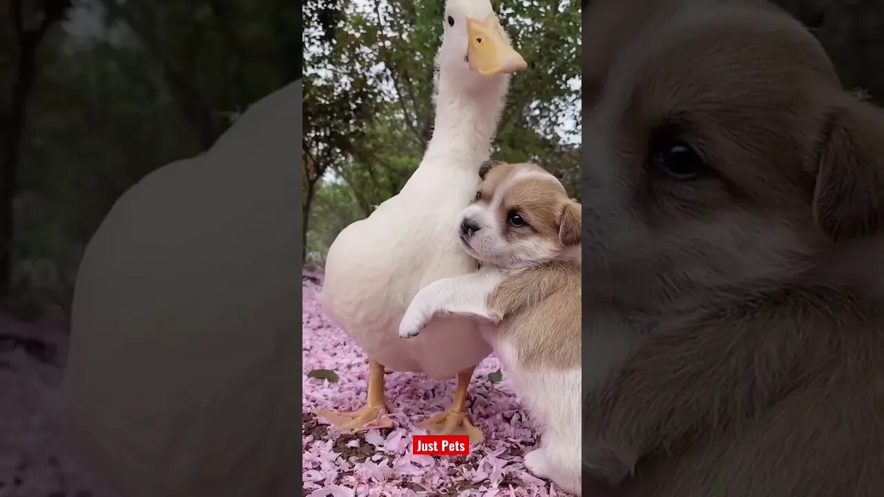 Cutest Puppy 🐶 and friends 2022 #cute #funnyanimals #tiktok #funnyvideos #dog