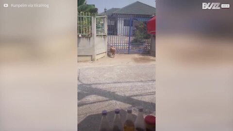 Cão talentoso escala portão para sair e entrar em casa