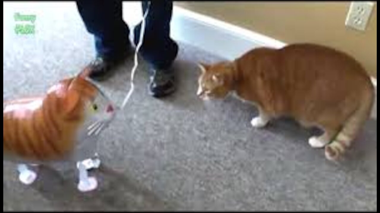 Funny Cats vs Balloons Compilation