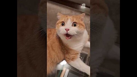 #cats #cutecat #funnycats #explore #cuteanimals #shorts #cat