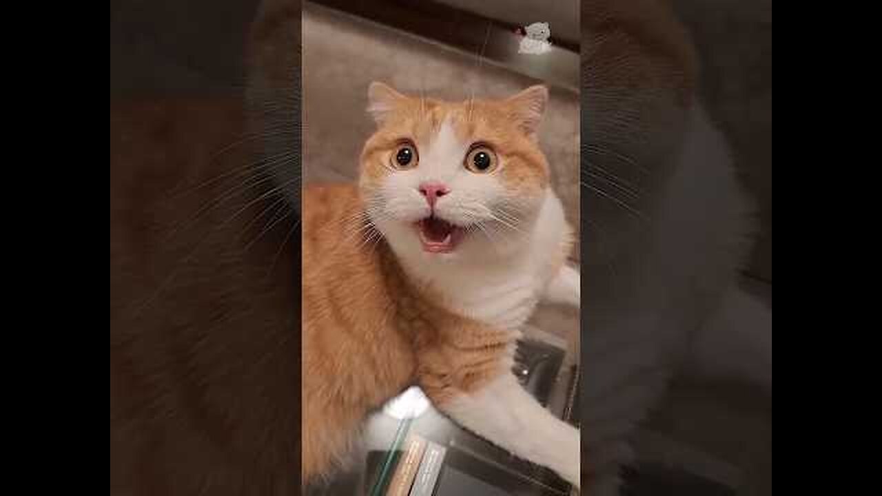 #cats #cutecat #funnycats #explore #cuteanimals #shorts #cat
