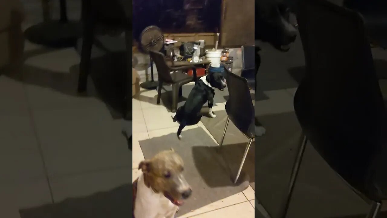 Good Morning from 420 Teeth and 10 Tails