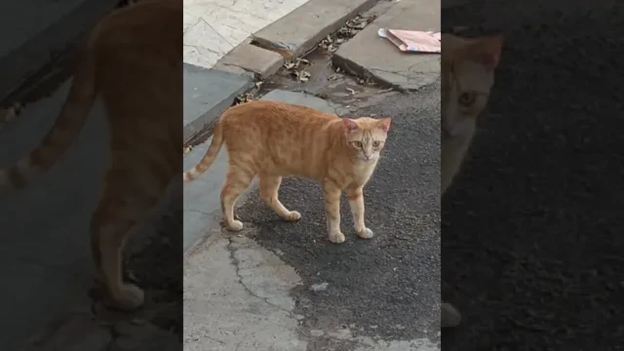 Triste gatinhos de rua passando fome... #adoteumgato #shorts