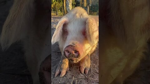 Pig says hello! #pigs #pigfarmvideo #pigs #pigsisbeautiful #gloucestershire