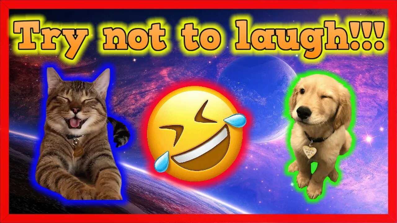 Try Not To Laugh Challenge - Funny Cat & Dog Vines compilation 2022 #18