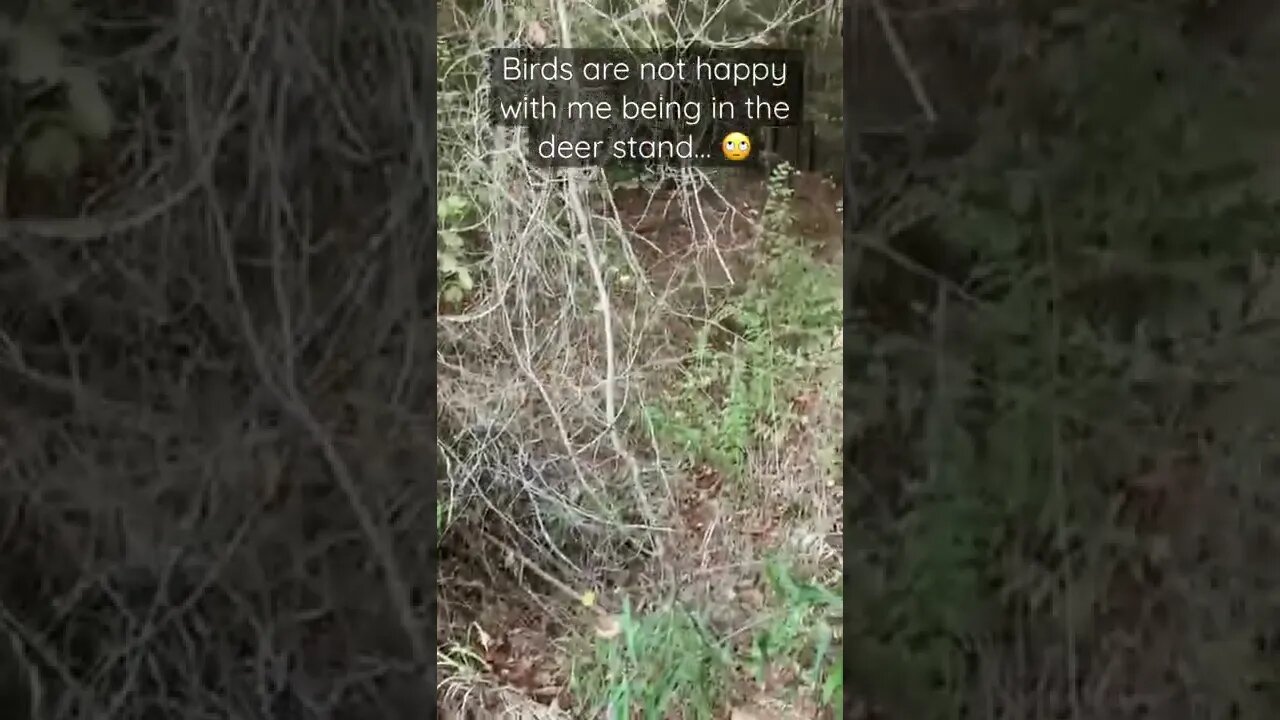 Birds are not happy with me being in the deer stand… 🙄
