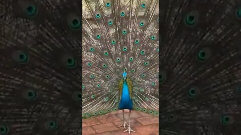 beautiful peacock #shorts #10