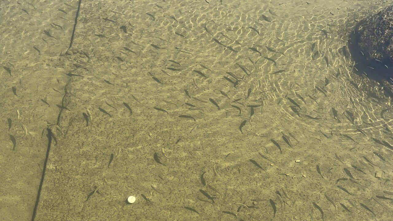 Fattening up the Humber River minnows