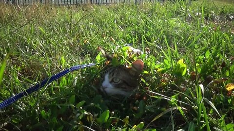 Cat Hides to Stalk Bird