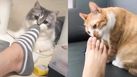 Funny Cat reaction to smelly feet - Hilarious Tiktok #shorts