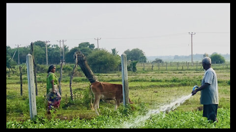 Country side area cows watching a women