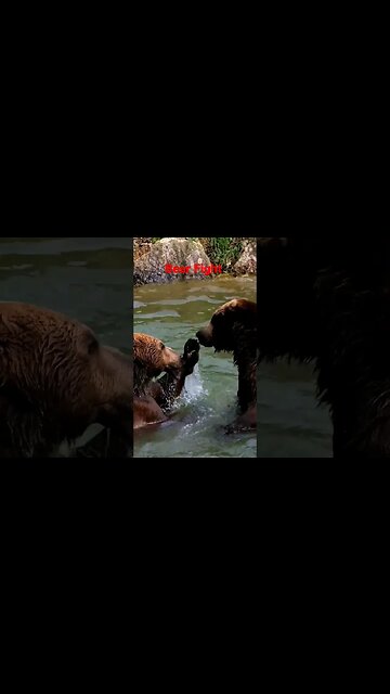 Bears fighting in the River. #shorts #bears