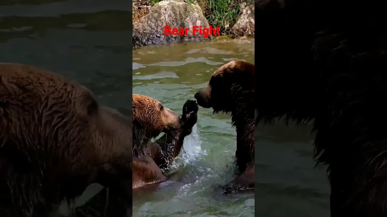 Bears fighting in the River. #shorts #bears